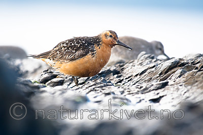 BB_20160821_0361 / Calidris canutus / Polarsnipe