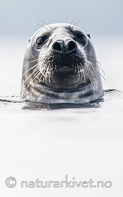 BB_20160821_0457 / Halichoerus grypus / Havert