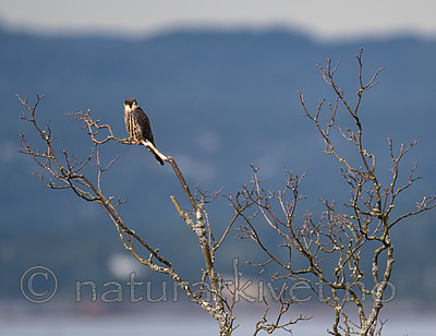 BB_20160830_0116 / Falco subbuteo / Lerkefalk