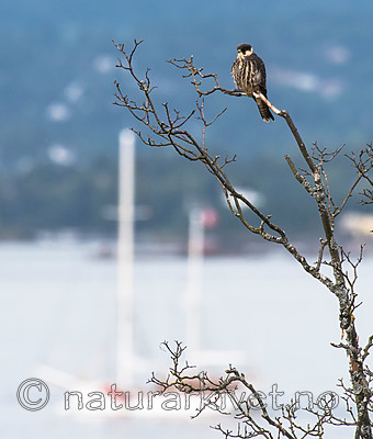 BB_20160830_0162 / Falco subbuteo / Lerkefalk