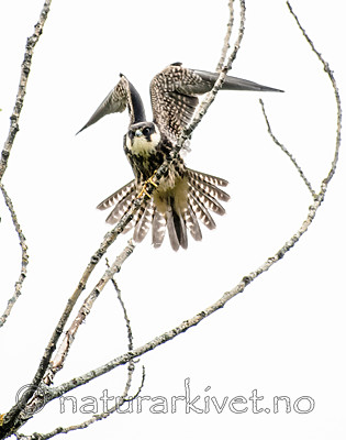 BB_20160830_0330 / Falco subbuteo / Lerkefalk