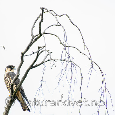 BB_20160830_0386 / Falco subbuteo / Lerkefalk