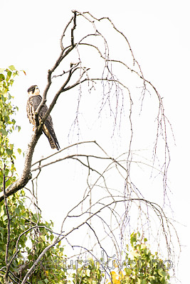 BB_20160830_0453 / Falco subbuteo / Lerkefalk