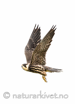 BB_20160830_0523 / Falco subbuteo / Lerkefalk