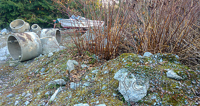 BB_20161127_0014 / Reynoutria japonica / Parkslirekne