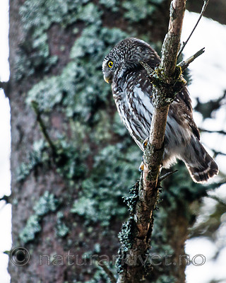 BB_20170219_0009 / Glaucidium passerinum / Spurveugle