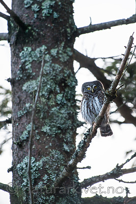 BB_20170219_0011 / Glaucidium passerinum / Spurveugle