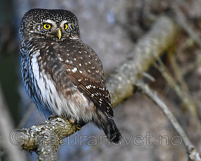 BB_20170221_0018 / Glaucidium passerinum / Spurveugle