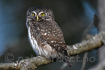 BB_20170221_0026 / Glaucidium passerinum / Spurveugle