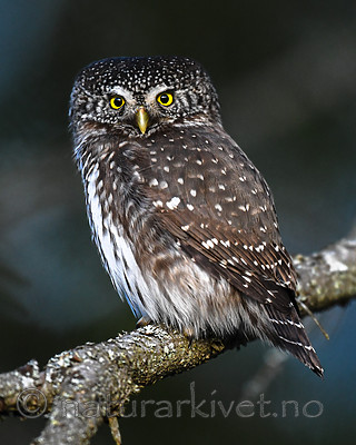 BB_20170221_0032 / Glaucidium passerinum / Spurveugle