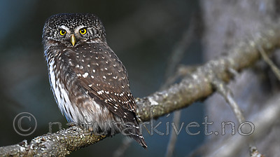 BB_20170221_0033-2 / Glaucidium passerinum / Spurveugle