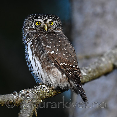BB_20170221_0034 / Glaucidium passerinum / Spurveugle