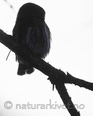 BB_20170221_0051 / Glaucidium passerinum / Spurveugle