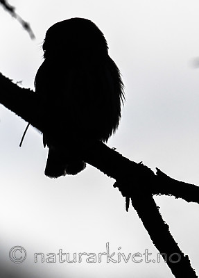 BB_20170221_0052 / Glaucidium passerinum / Spurveugle