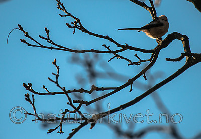 BB_20170310_0017 / Aegithalos caudatus / Stjertmeis