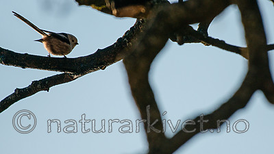 BB_20170310_0020 / Aegithalos caudatus / Stjertmeis