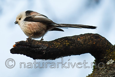 BB_20170315_0024 / Aegithalos caudatus / Stjertmeis