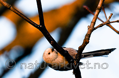 BB_20170315_0032 / Aegithalos caudatus / Stjertmeis