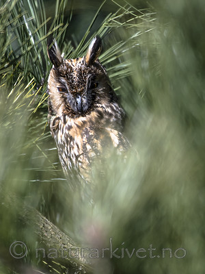 BB_20170324_0022 / Asio otus / Hornugle