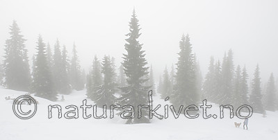 BB_20170401_0033 / Canis lupus familiaris / Hund