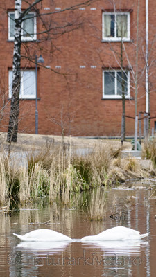 BB_20170403_0051 / Cygnus olor / Knoppsvane