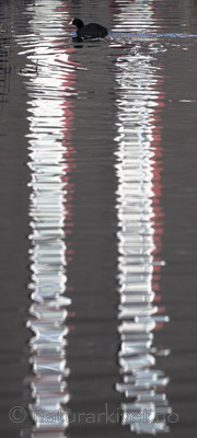 BB_20170407_0029 / Fulica atra / Sothøne