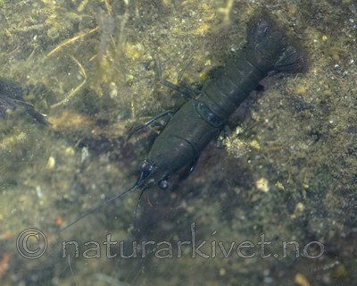 BB_20170430_0005 / Pacifastacus leniusculus / Signalkreps