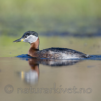 BB_20170430_0111 / Podiceps grisegena / Gråstrupedykker
