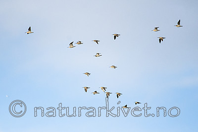 BB_20170512_0107 / Numenius phaeopus / Småspove