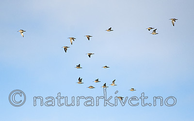 BB_20170512_0110 / Numenius phaeopus / Småspove