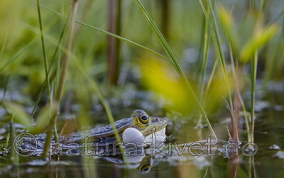 BB_20170528_0130 / Pelophylax lessonae / Damfrosk