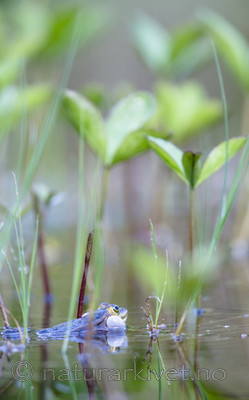 BB_20170529_0048 / Pelophylax lessonae / Damfrosk