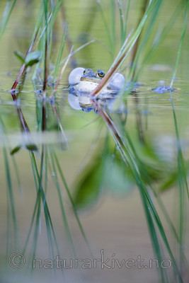 BB_20170529_0090 / Pelophylax lessonae / Damfrosk