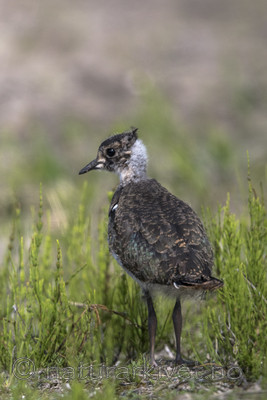 BB_20170529_0143 / Vanellus vanellus / Vipe
