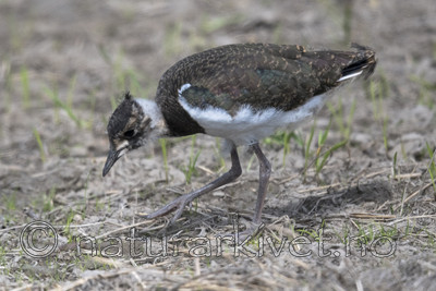 BB_20170529_0144 / Vanellus vanellus / Vipe