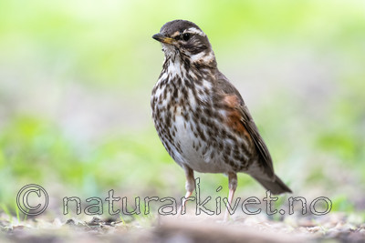BB_20170602_0102-2 / Turdus iliacus / Rødvingetrost