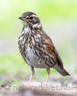 BB_20170602_0102 / Turdus iliacus / Rødvingetrost