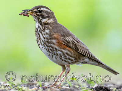 BB_20170602_0131 / Turdus iliacus / Rødvingetrost
