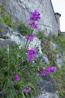 BB_20170602_0239 / Viscaria vulgaris / Engtjæreblom