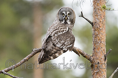 BB_20170602_0418 / Strix nebulosa / Lappugle