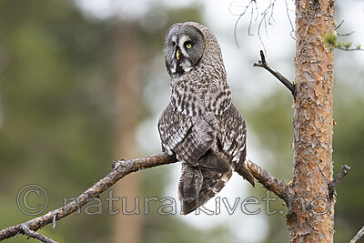 BB_20170602_0420 / Strix nebulosa / Lappugle