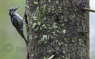 BB_20170610_0086 / Picoides tridactylus / Tretåspett