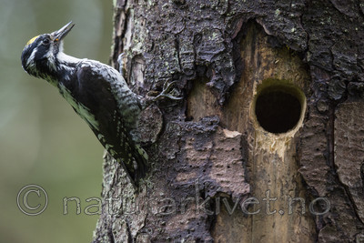 BB_20170610_0186 / Picoides tridactylus / Tretåspett