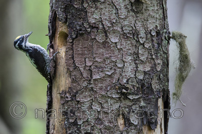 BB_20170610_0293 / Picoides tridactylus / Tretåspett