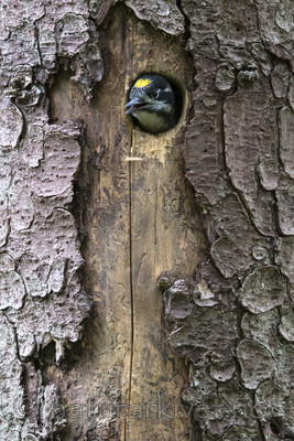 BB_20170615_0150 / Picoides tridactylus / Tretåspett