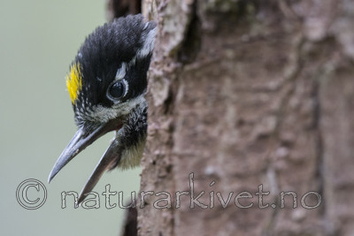 BB_20170615_0208 / Picoides tridactylus / Tretåspett