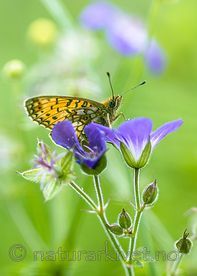 BB_20170617_0200 / Boloria selene / Brunflekket perlemorvinge <br /> Geranium sylvaticum / Skogstorkenebb <br /> Ranunculus acris acris / Engsoleie
