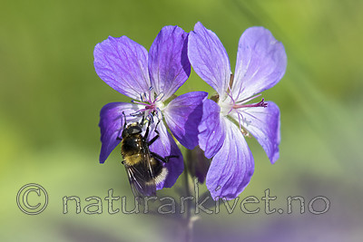 BB_20170618_0094 / Geranium sylvaticum / Skogstorkenebb