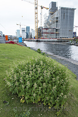 BB_20170619_0069 / Urtica dioica / Stornesle