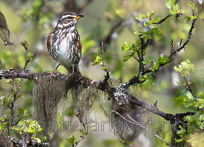 BB_20170626_0015 / Turdus iliacus / Rødvingetrost